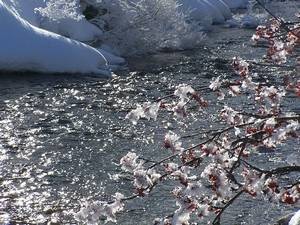 photo d'une rivière avec des petites fleurs roses pâles et de la neige